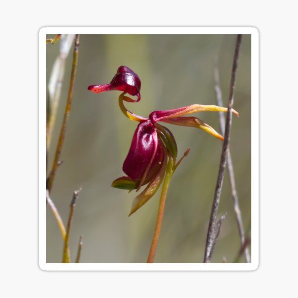 Item preview, ~ Large Duck Orchid ~ designed and sold by Leeo.
