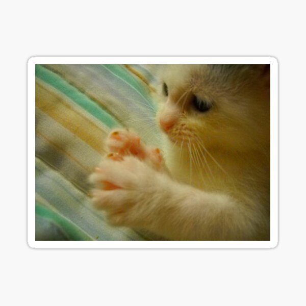 Itty Bitty Kitten Found Her Feets 1 Sticker