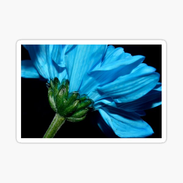 Item preview, Blue Chrysanthemum  designed and sold by Sarah Couzens.