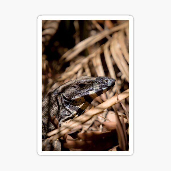 Lace Monitor Sticker