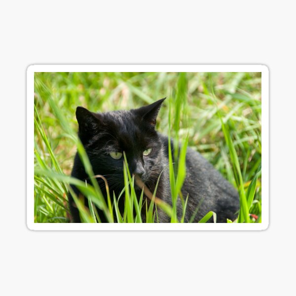 black cat hunting Sticker