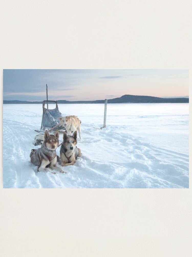 lego husky sled team