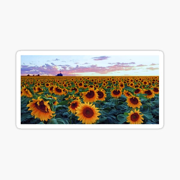 Item preview, Sunflower Sunset designed and sold by Brian Kerls Photography.