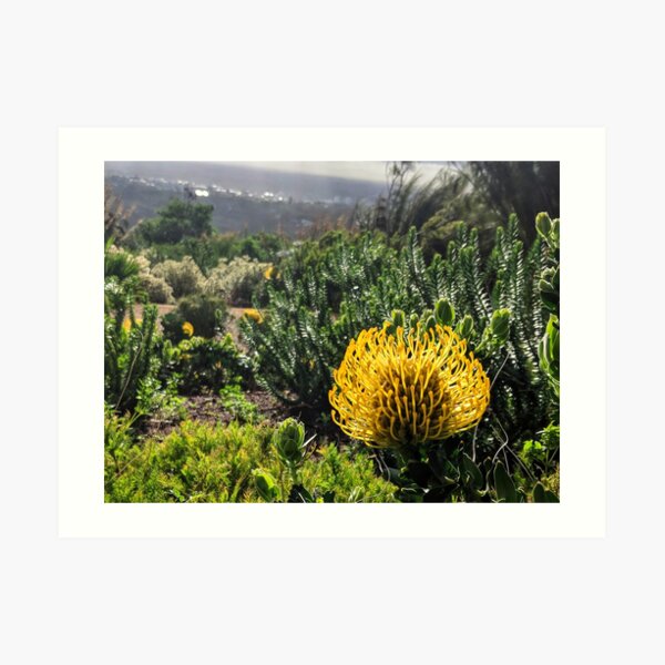Yellow South African flower Art Print
