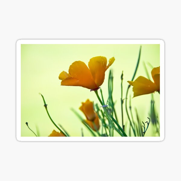 Item preview, California Poppies designed and sold by Dorset Girl.