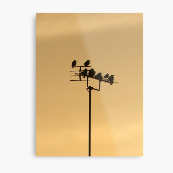 Day 16 Metal Print