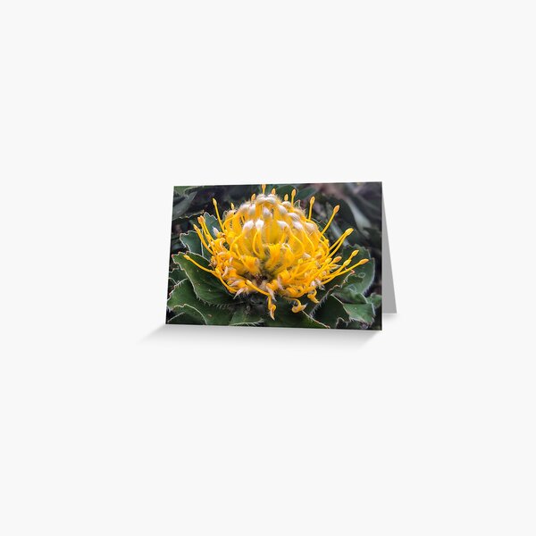 Detail of yellow flower Greeting Card