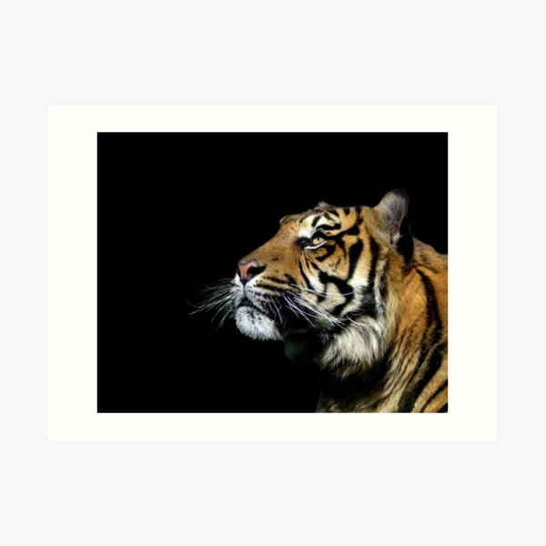 Look to the stars.... Art Print