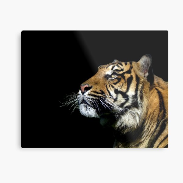 Look to the stars.... Metal Print