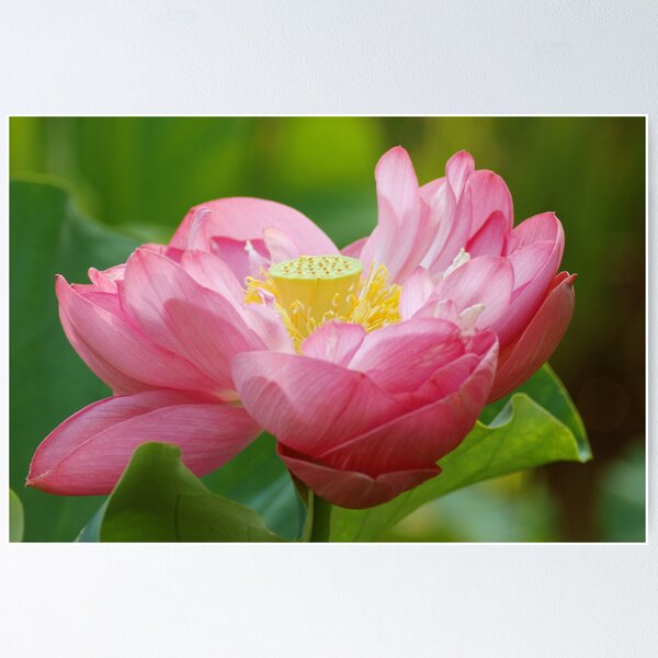 Item preview, The Lotus Bowl designed and sold by Daniel B McNeill.