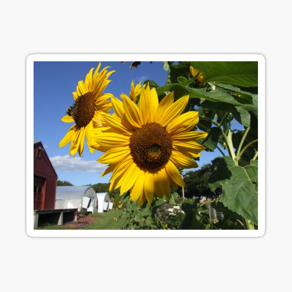 Aperçu de l'œuvre sunflowers at the farm créée et vendue par Maureen Zaharie.