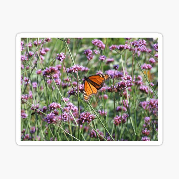 Aperçu de l'œuvre monarch butterfly on lavender créée et vendue par Maureen Zaharie.