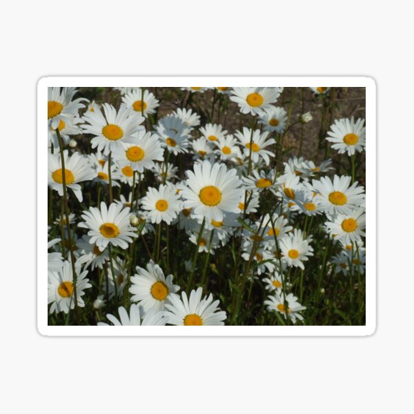 Aperçu de l'œuvre wild daisys créée et vendue par Maureen Zaharie.