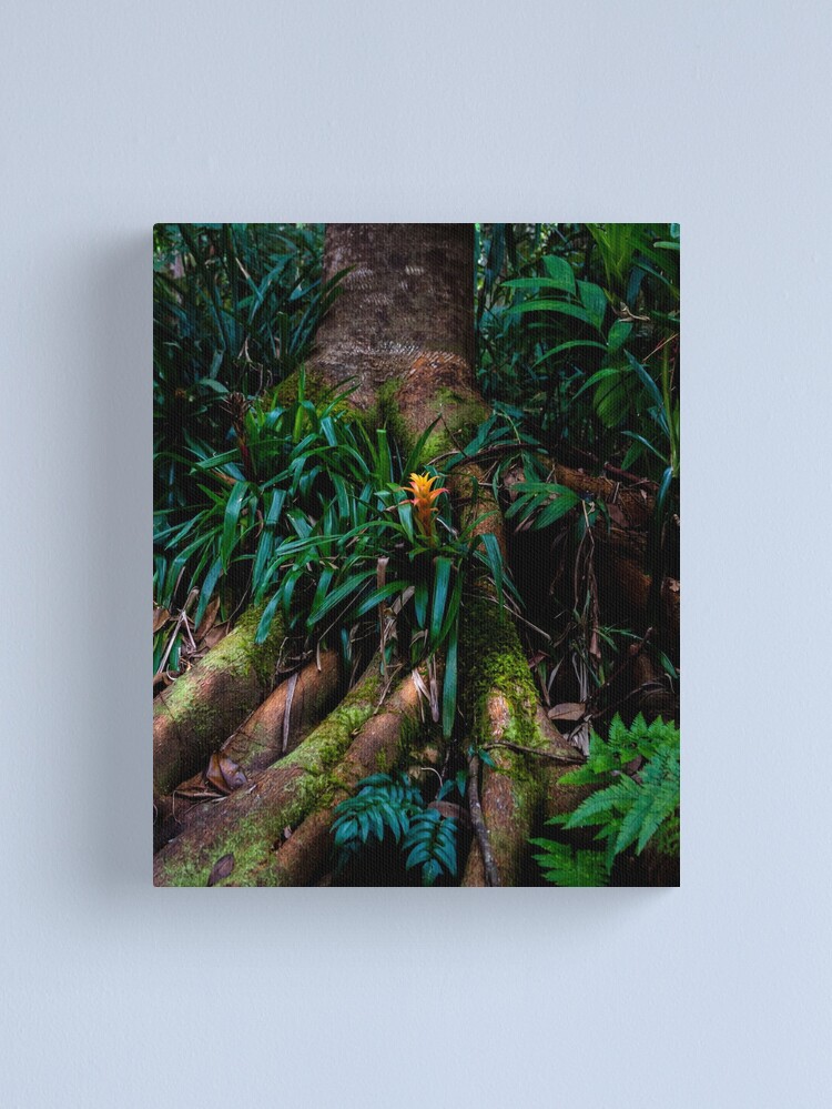 Thumbnail 1 of 3, Canvas Print, Kona Cloud Forest Sanctuary designed and sold by darren-j-mcleod.