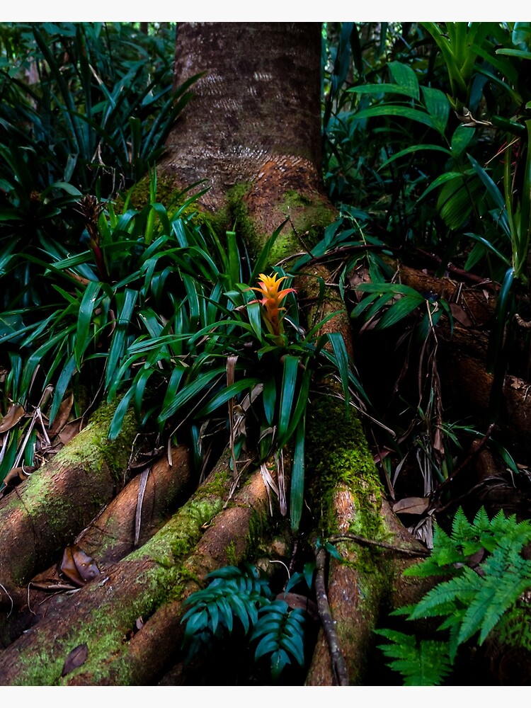 Thumbnail 3 of 3, Canvas Print, Kona Cloud Forest Sanctuary designed and sold by darren-j-mcleod.