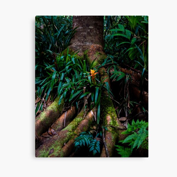 Kona Cloud Forest Sanctuary Canvas Print