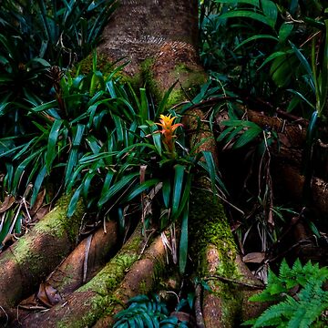 Artwork thumbnail, Kona Cloud Forest Sanctuary by darren-j-mcleod