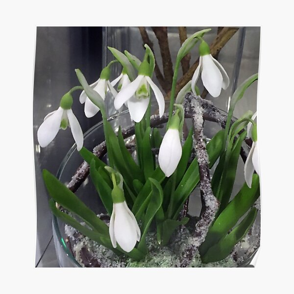Snowdrops Poster