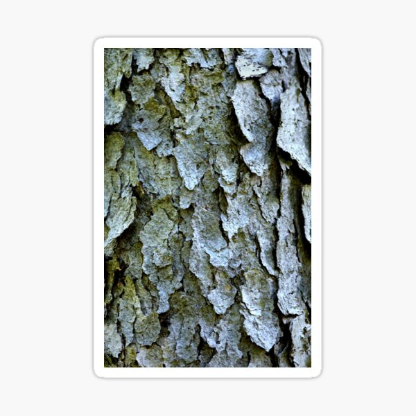 "Tree bark" Sticker for Sale by LaurieMinor Redbubble