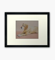 Lab. Framed Print