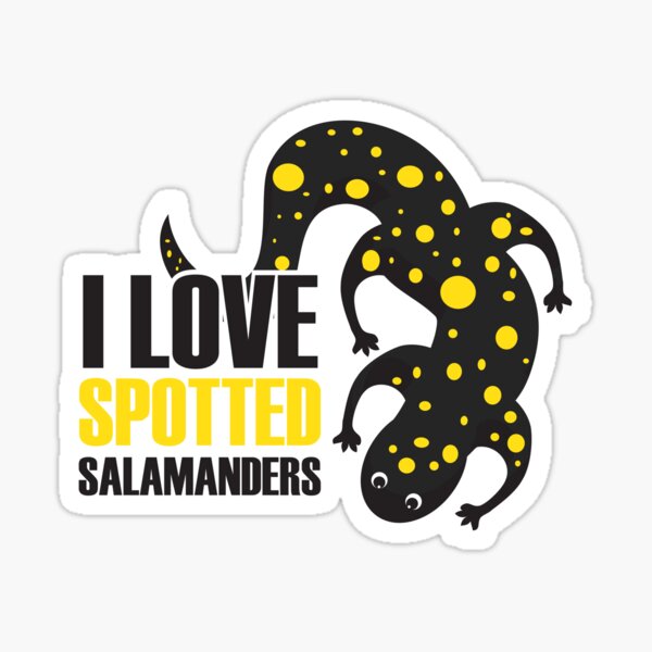 I Love Spotted Salamanders Sticker
