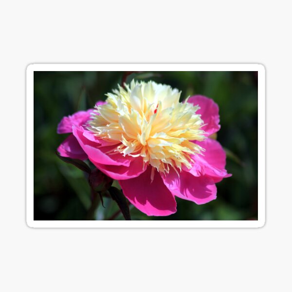 Peony Pleasure Sticker