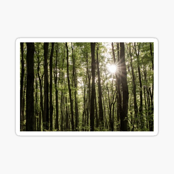 His Forest Sticker