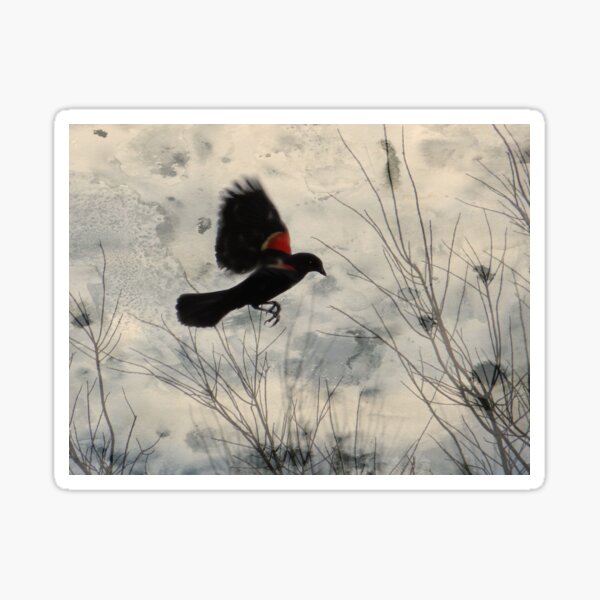 Red Wing Blackbird Sticker