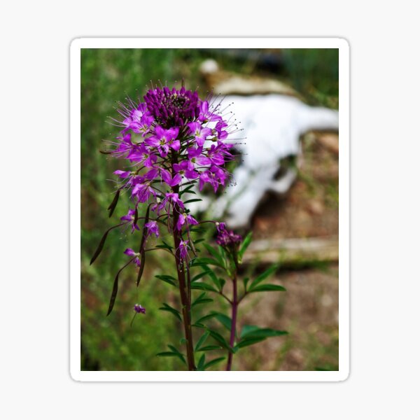 Purple Fringe, Life After Death Sticker
