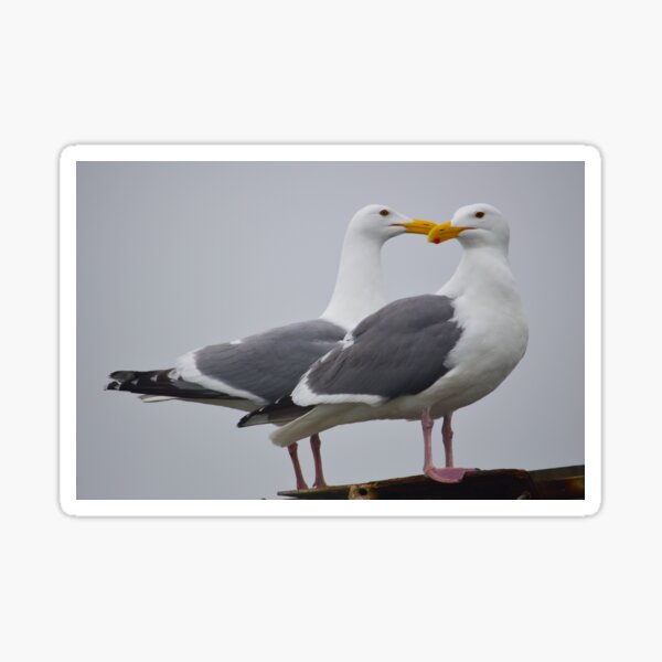 Seagull Friends Sticker