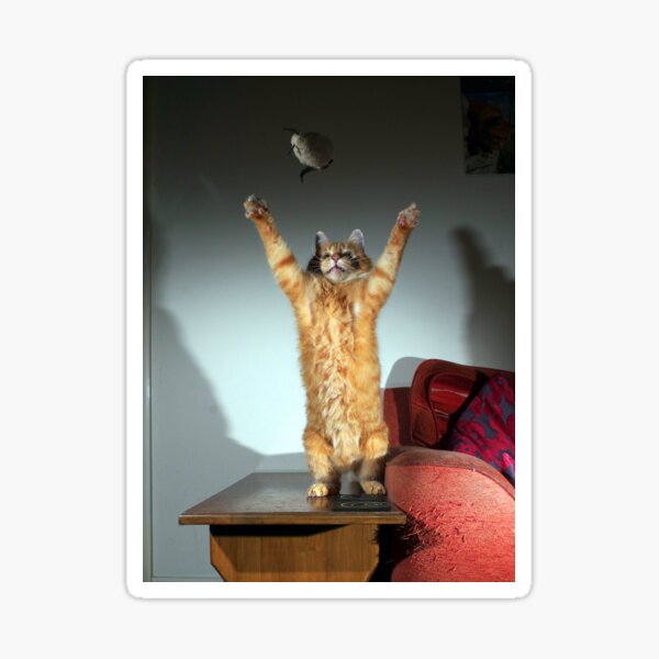 Playful cat Sticker