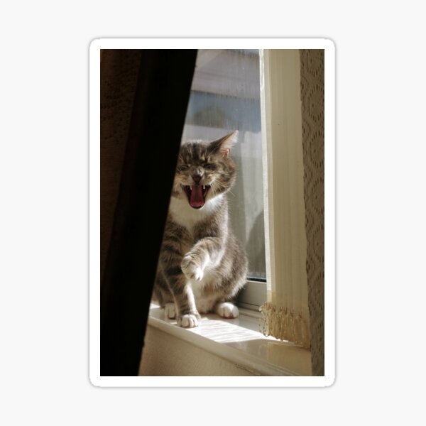 Laughing cat Sticker