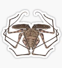 Amblypygi Sticker