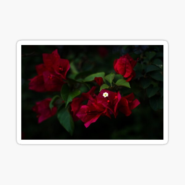 Scarlet Cradle Sticker