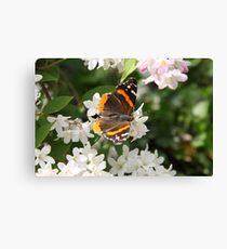 The Admiral Canvas Print