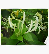 Honeysuckles Poster