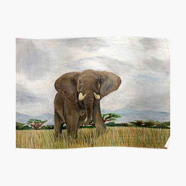 Bull Elephant Poster