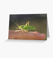 Grass Hopper Greeting Card
