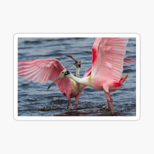 Item preview, Upset Spoonbills designed and sold by WorldDesign.