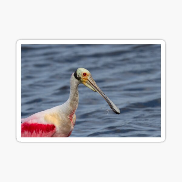 Item preview, Spoonbill Portrait designed and sold by WorldDesign.