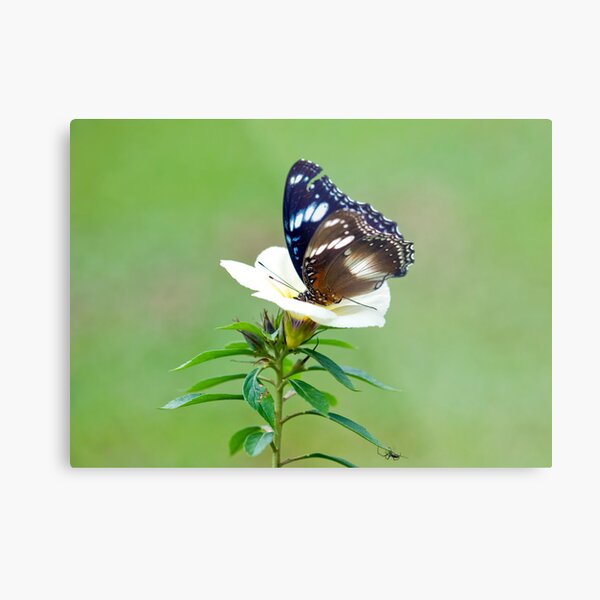 Hypolimnas bolina - common eggfly butterfly Metal Print