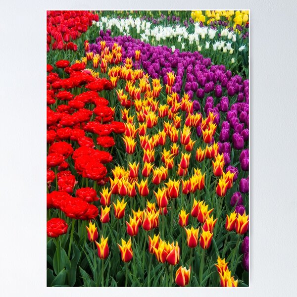 Item preview, Tulips Galore designed and sold by KellyHeaton.