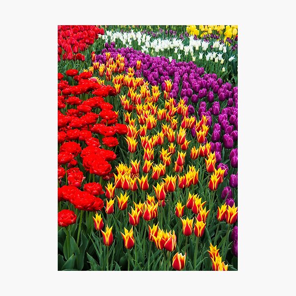 Item preview, Tulips Galore designed and sold by KellyHeaton.