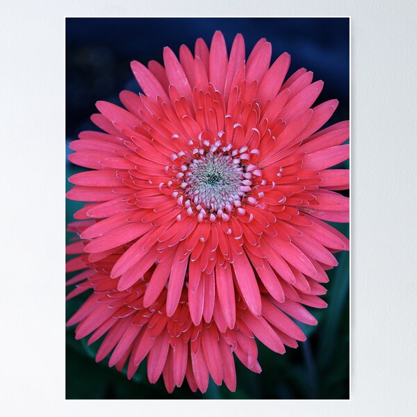 Item preview, Gerber Daisies designed and sold by Angie11.