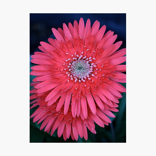 Item preview, Gerber Daisies designed and sold by Angie11.