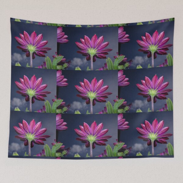 Item preview, BURGUNDY CAPE DAISY FLOWER designed and sold by Richard Brookes Photography.