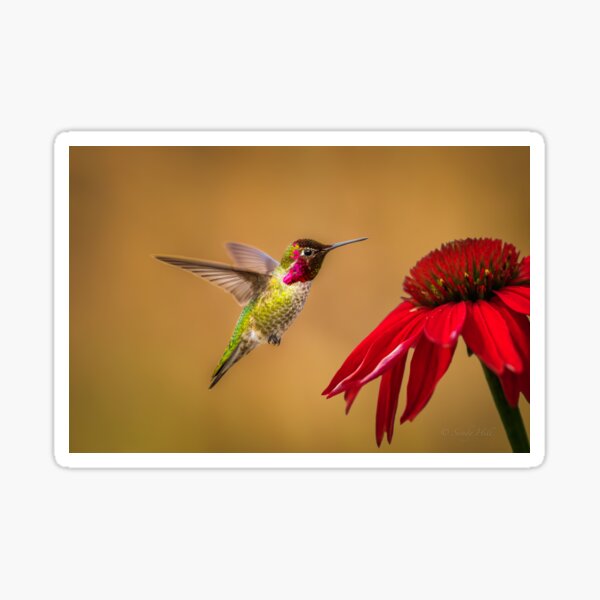 FLASHY FEATHERS Sticker