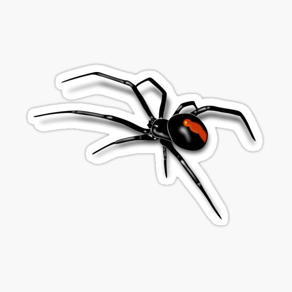 Redback Spider Black Widow Sticker