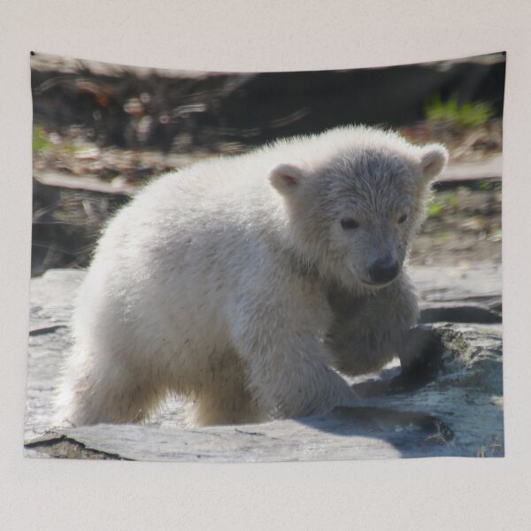 Item preview, PolarBear_20190301_by_JAMFoto designed and sold by JAMFoto.