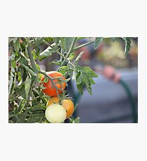 Tomatoes Photographic Print